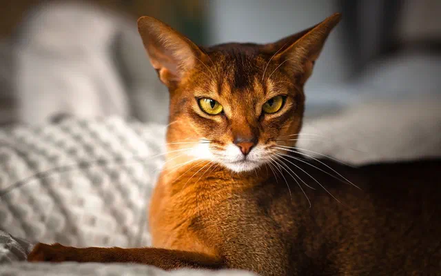 Mèo Abyssinian