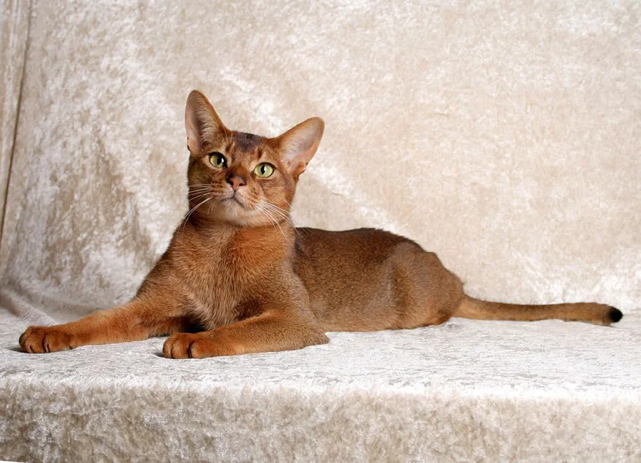 Mèo Abyssinian nâu đỏ nằm nghiêng trên nệm trắng - Ảnh: Không rõ tác giả, Wikimedia Commons (CC BY-SA 3.0)
