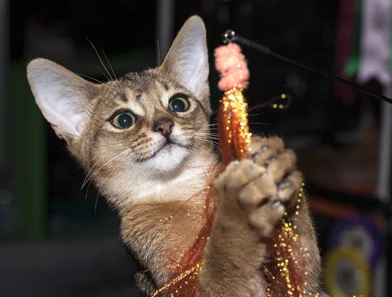 Mèo Abyssinian con đang vờn món đồ chơi - Ảnh: Nickolas Titkov from Moscow, Russian Federation, Wikimedia Commons (CC BY-SA 2.0)