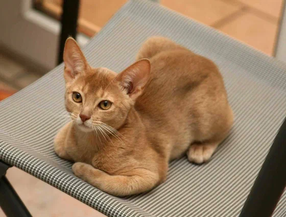 Hai bé mèo Abyssinian nằm cạnh nhau trên ghế - Ảnh: Aufnahme von Joachim Berger-Uelsberg und Dr. Gabriele Uelsbe, Wikimedia Commons (CC BY-SA 3.0)