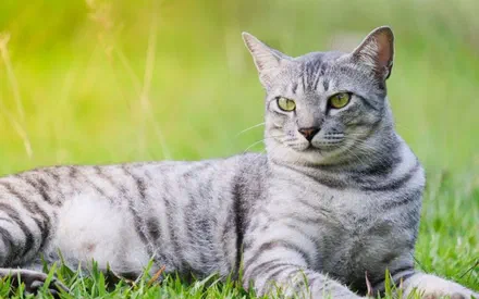 Mèo Ai Cập có lông