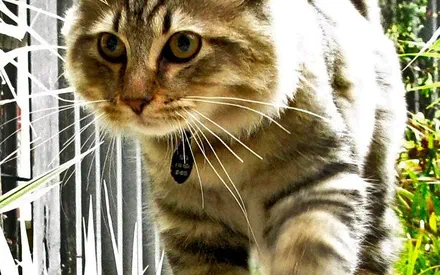 Mèo American Bobtail (mèo cộc đuôi Mỹ)