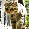 Mèo American Bobtail (mèo cộc đuôi Mỹ)