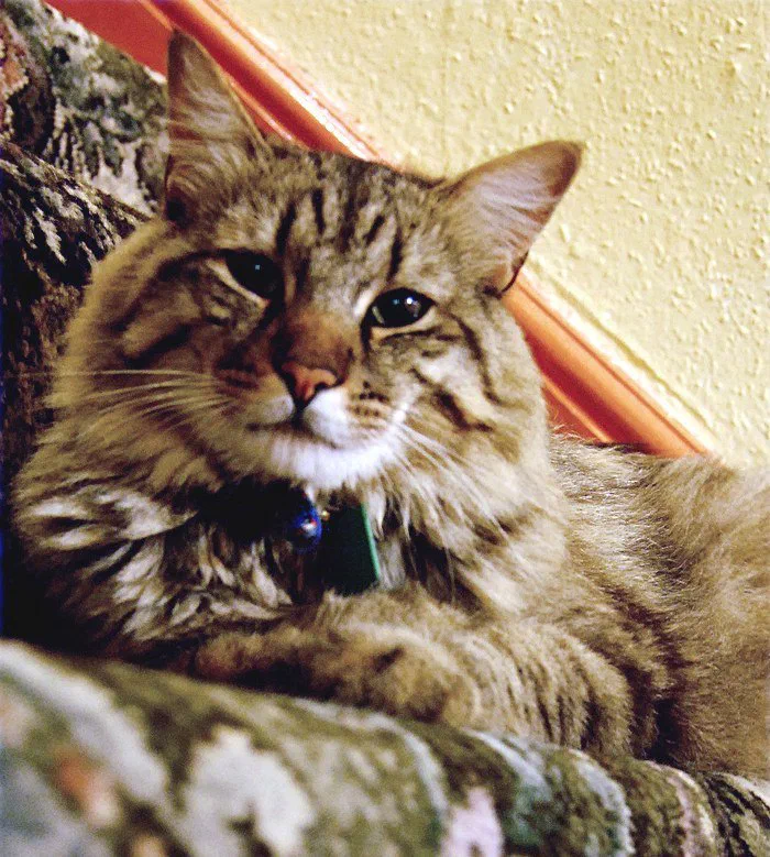 Mèo American Bobtail nằm nghỉ, thấy rõ bờm lông quanh cổ