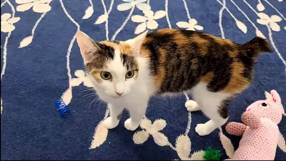 Mèo American Bobtail tam thể đứng trên thảm, chiếc đuôi cộc vểnh lên