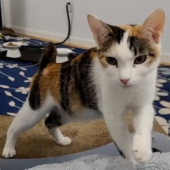 Bé Callie, một cô mèo American Bobtail tam thể, bước tới với chiếc đuôi cộc dựng cao