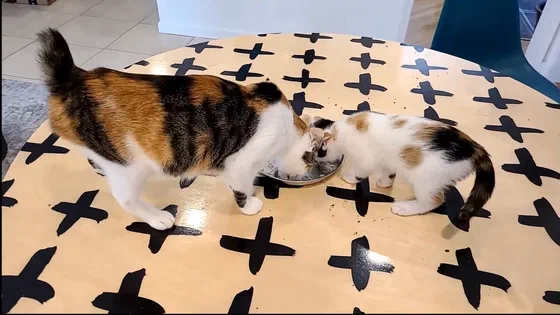 Callie (bên trái) và con gái Holiday cùng ăn chung một đĩa thức ăn ướt