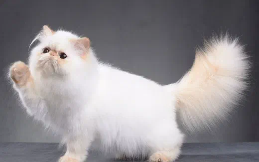 Mèo Ba Tư