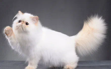 Mèo Ba Tư