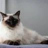 Mèo Balinese