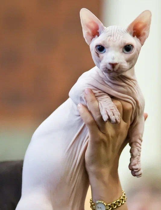 Một bé Bambino tại triển lãm mèo FINTICAt (Vantaa, Phần Lan). Da trần và nếp nhăn đến từ dòng Sphynx; chân trước ngắn và dày là phần đến từ dòng Munchkin - Ảnh: Heikki Siltala, Wikimedia Commons (CC BY-SA 3.0)