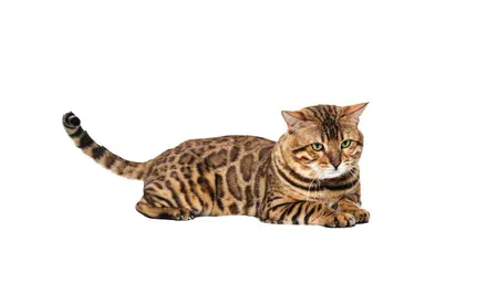 Mèo Bengal
