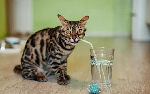 Mèo Bengal hoa văn đốm báo ngồi trên sàn gỗ, ngậm ống hút uống nước trong cốc thuỷ tinh