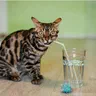 Mèo Bengal