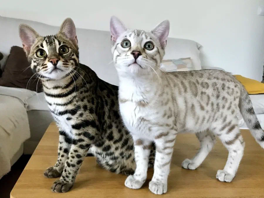 Hai bé mèo Bengal con — một bản nâu đốm và một bản snow — đứng cạnh nhau trên bàn gỗ