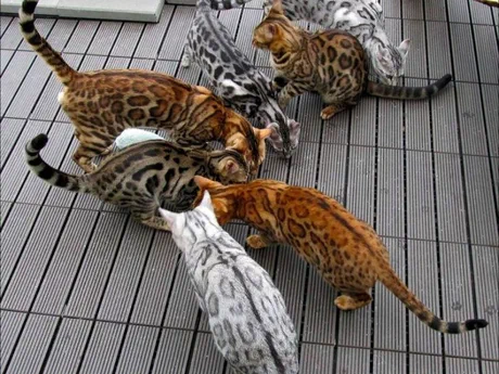 Đàn mèo Bengal nhiều màu đang chơi và ăn cùng nhau trên sàn gỗ ngoài ban công
