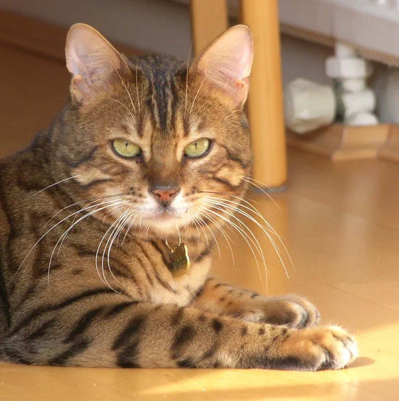 Mèo Bengal lông đốm báo nằm trên sàn gỗ, nhìn thẳng - Ảnh: Không rõ tác giả, Wikimedia Commons (Public domain)