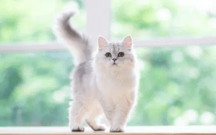 Mèo Chinchilla