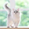 Mèo Chinchilla