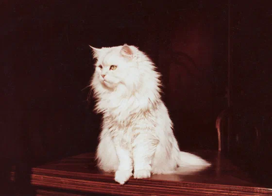 Mèo Chinchilla lông trắng ngồi trên nền đỏ sẫm - Ảnh: Jean-Marc Pascolo, Wikimedia Commons (CC BY-SA 4.0)