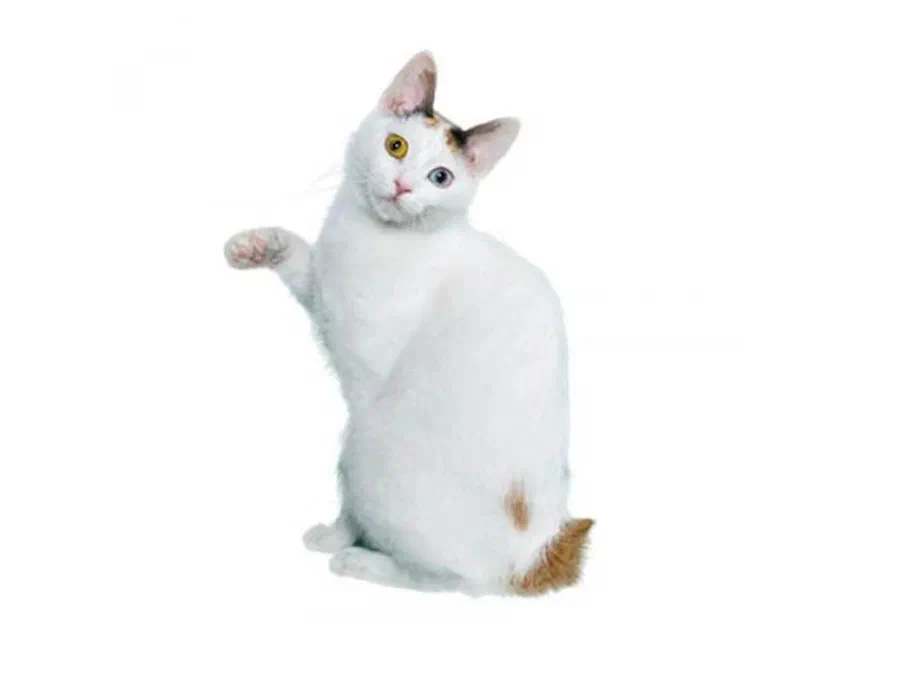 Mèo cộc đuôi Nhật Bản trắng hai mắt khác màu, giơ một chân trước như tượng maneki-neko
