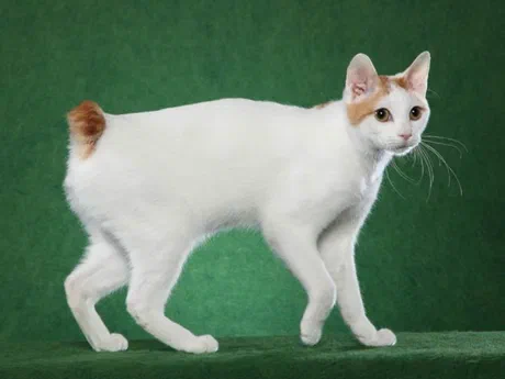 Dáng đứng nghiêng cho thấy rõ chiếc đuôi cụt xoăn đặc trưng của giống