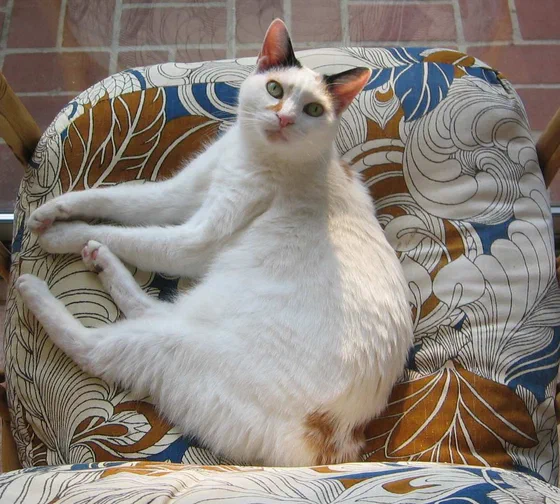 Mèo cộc đuôi Nhật Bản tam thể nằm trên ghế hoa văn - Ảnh: jonny-mt, Wikimedia Commons (CC BY-SA 3.0)