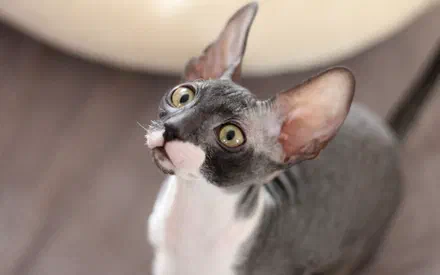 Mèo Cornish Rex