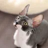 Mèo Cornish Rex