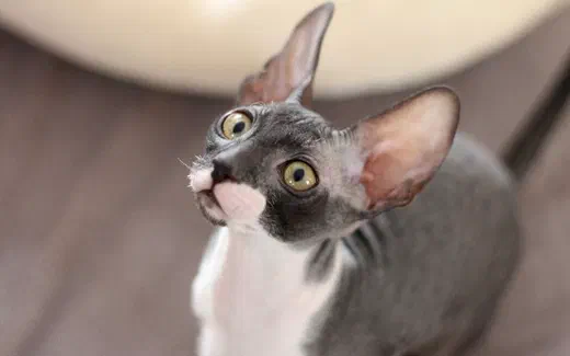 Mèo Cornish Rex