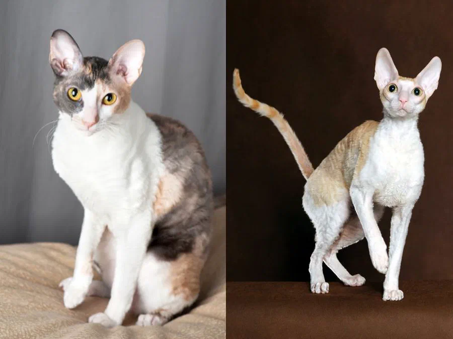 Hai bé Cornish Rex với bộ lông gợn sóng và thân hình thon dài trong ảnh chân dung studio