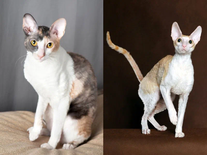 Hai bé Cornish Rex với bộ lông gợn sóng và thân hình thon dài trong ảnh chân dung studio