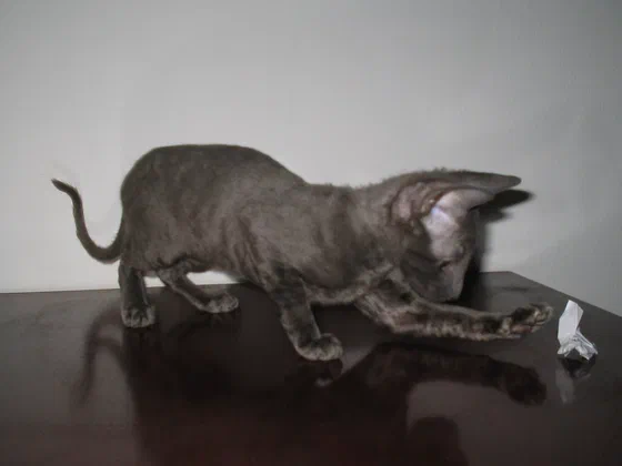 Mèo Cornish Rex nâu đang rướn mình trên mặt bàn - Ảnh: M.Minderhoud, Wikimedia Commons (CC BY-SA 3.0)