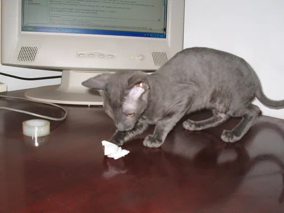 Mèo Cornish Rex xám nghịch giấy cạnh màn hình máy tính - Ảnh: M.Minderhoud, Wikimedia Commons (CC BY-SA 3.0)