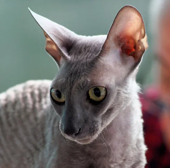 Cận cảnh mèo Cornish Rex với bộ lông xoăn sóng và đôi tai lớn - Ảnh: Jakub Hałun, Wikimedia Commons (CC BY-SA 4.0)
