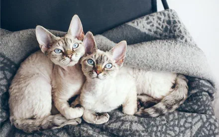 Mèo Devon Rex