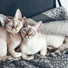 Mèo Devon Rex