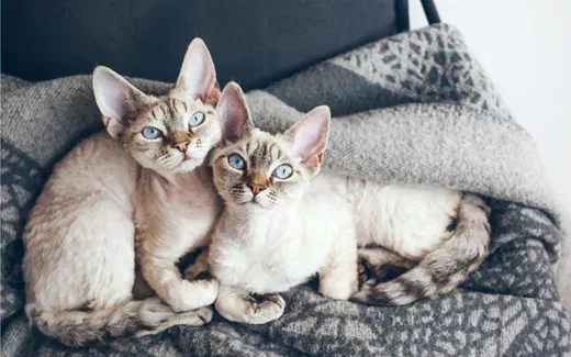 Hai bé mèo Devon Rex tai to, lông xoăn mỏng, nằm sát nhau trên tấm chăn hoa văn