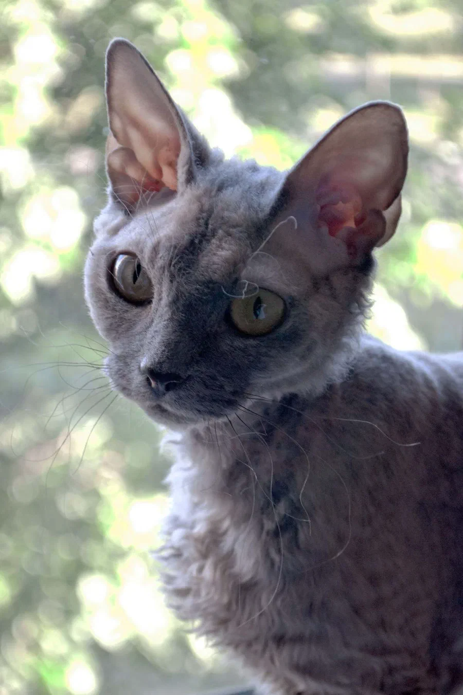Mèo Devon Rex xám lông xoăn ngoài vườn - Ảnh: Anna Belial, Wikimedia Commons (CC BY 4.0)
