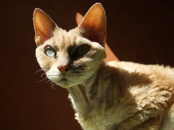 Mèo Devon Rex lông kem xoăn với đôi mắt vàng - Ảnh: Freestyle nl, Wikimedia Commons (CC BY-SA 3.0)