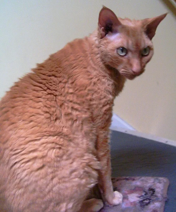 Mèo Devon Rex hồng nhạt ngồi nghiêng, lông thưa và xoăn - Ảnh: Peter Mollard at English Wikipedia, Wikimedia Commons (Public domain)