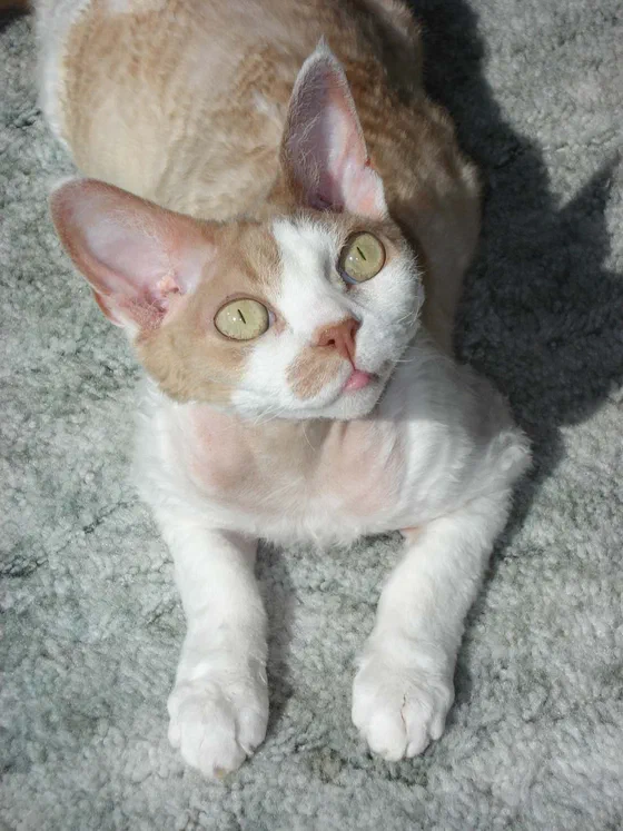 Mèo Devon Rex trắng xám nằm trên thảm - Ảnh: Marcey, Wikimedia Commons (Public domain)