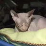 Mèo Donskoy (Don Sphynx)