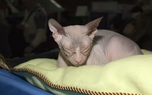 Mèo Donskoy nằm nghỉ trên đệm, thấy rõ toàn thân và đôi tai lớn đặt cách xa nhau