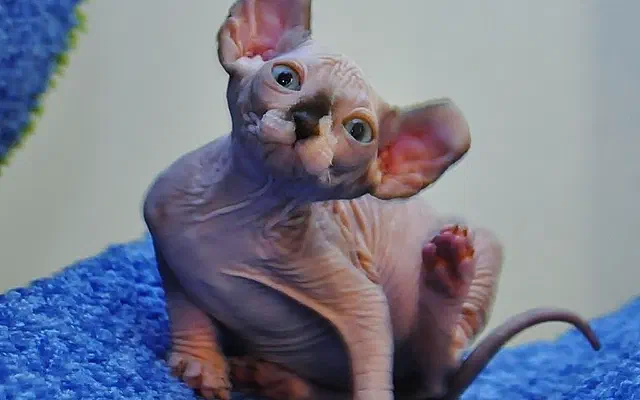 Mèo Dwelf