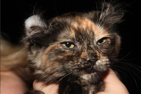 Ảnh giống bố mẹ, không phải mèo Dwelf: mèo American Curl - nguồn của đôi tai cuộn - Ảnh: Nickolas Titkov from Moscow, Russian Federation, Wikimedia Commons (CC BY-SA 2.0)