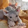 Mèo Elf