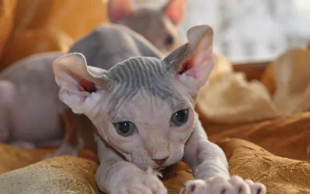 Mèo Elf