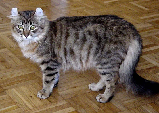 Ảnh giống bố mẹ, không phải mèo Elf: mèo American Curl - nguồn của đôi tai cuộn - Ảnh: Cljk, Wikimedia Commons (CC BY-SA 3.0)