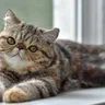 Mèo Exotic Shorthair